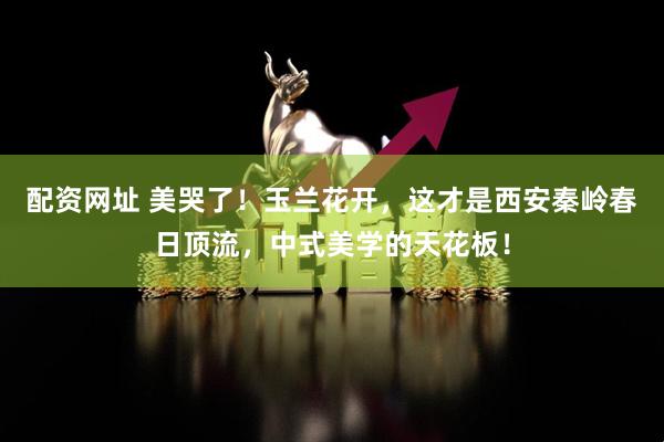 配资网址 美哭了！玉兰花开，这才是西安秦岭春日顶流，中式美学的天花板！